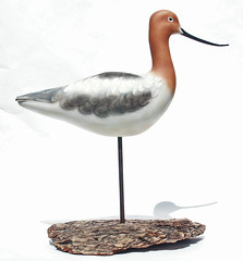 Avocet - Detailed