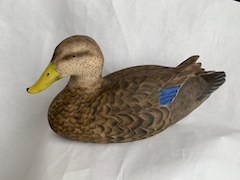 American Black Duck - 2021