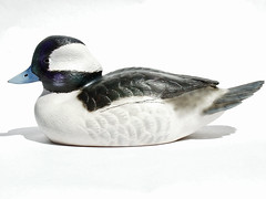 Bufflehead