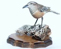 Cactus Wren