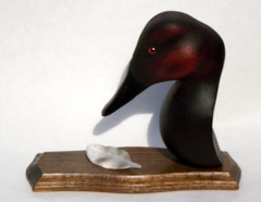 Canvasback - Bust