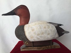 Canvasback Drake