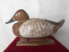 Canvasback Hen