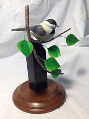 Chickadee