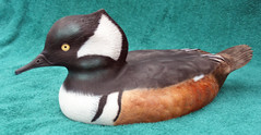 Hooded Merganser