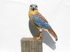 American Kestrel