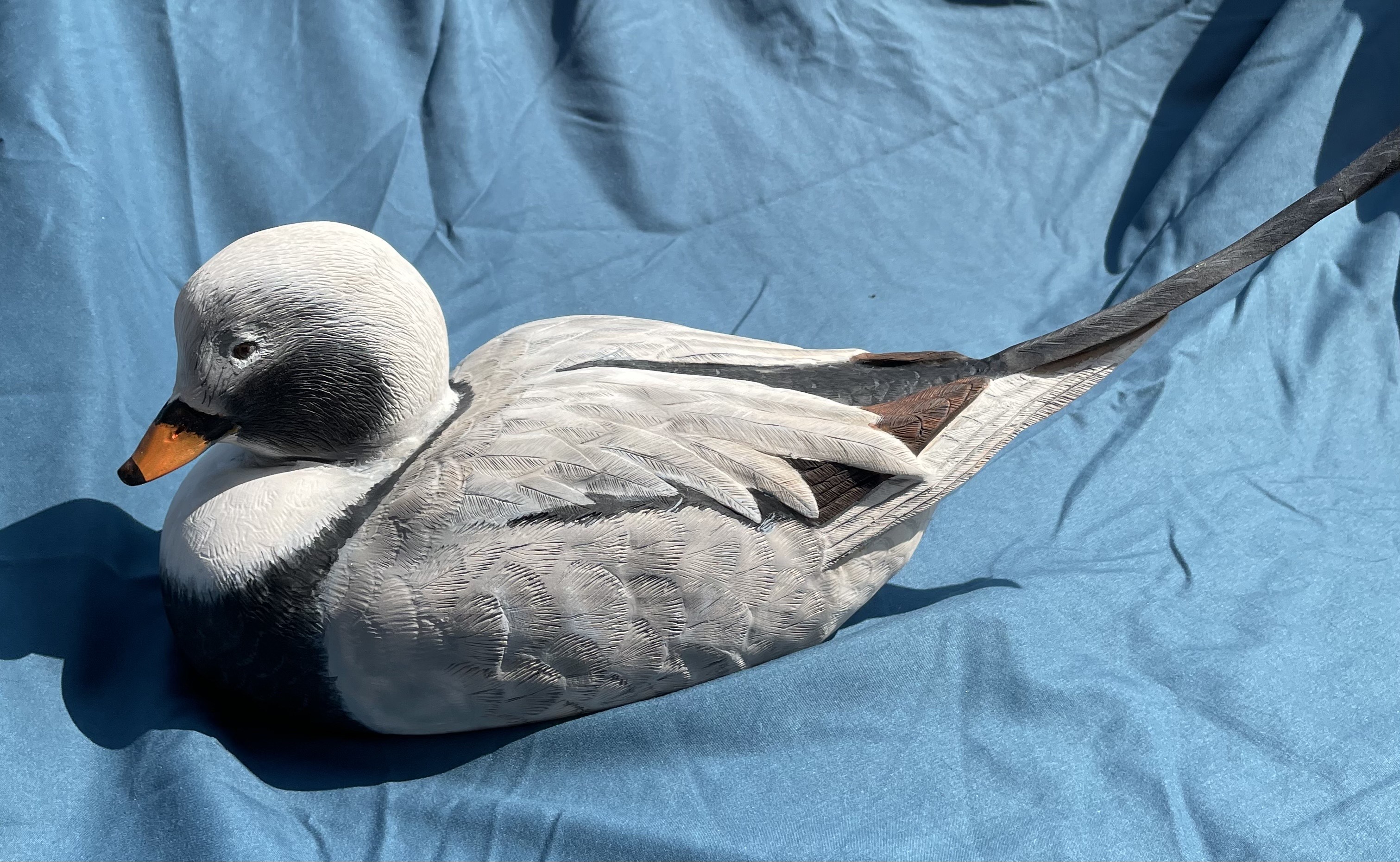 Long-tailed Duck