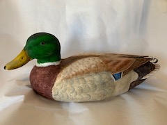 Mallard Drake