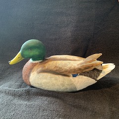 Mallard Drake