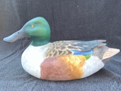 Northern Shoveler