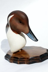 Pintail Drake Bust