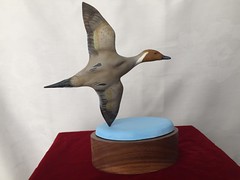 Pintail in Flight