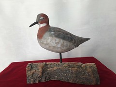 Red Necked Phalarope