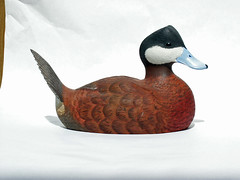 Ruddy Duck