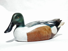 Northern Shoveler