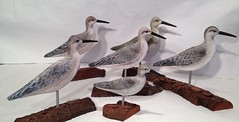 Willets